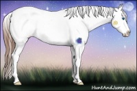 Horse Color:Bay Sabino Splash Appaloosa