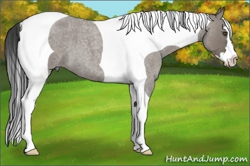Horse Color:Grullo Roan Splash Tobiano Frame 