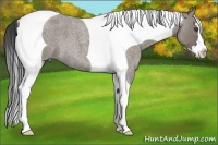 Horse Color:Grullo Roan Splash Tobiano Frame 