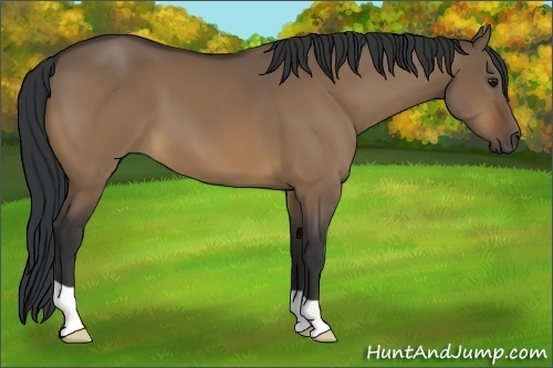 Horse Color:Bay Dun
