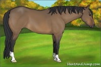 Horse Color:Bay Dun