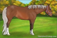 Horse Color:Silver Bay 
