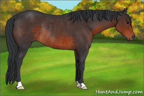 Horse Color:Brown Rabicano 