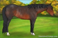 Horse Color:Brown Rabicano