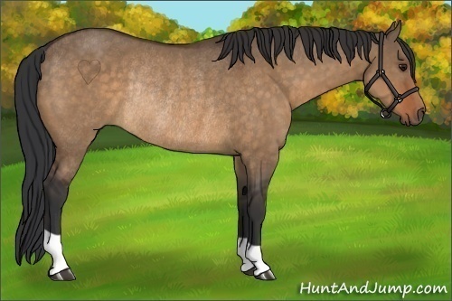 Horse Color:Bay Dun Rabicano