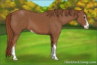 Horse Color:Chestnut Sabino