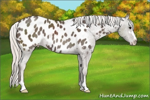 Horse Color:Silver Black Sabino Near Leopard