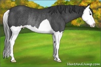 Horse Color:Black Splash Rabicano
