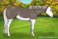 Horse Color:Silver Black Splash