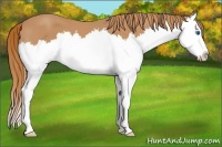 Horse Color:Chestnut Sabino Splash 