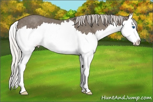 Horse Color:Silver Smoky Blue Roan Sabino Splash 