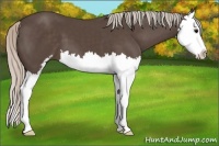 Horse Color:Silver Black Sabino Splash 