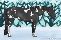 Horse Color:White Spotted Black Sabino Rabicano 