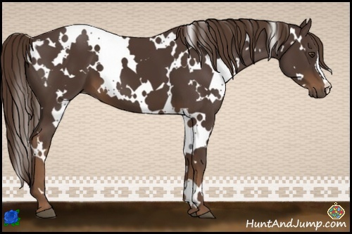 Horse Color:White Spotted Liver Chestnut 