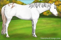 Horse Color:Chestnut Splash Appaloosa Rabicano 