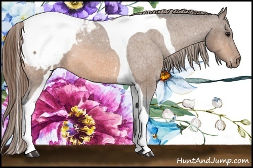 Horse Color:Buckskin Tobiano Snowcap