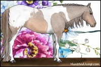 Horse Color:Buckskin Tobiano Appaloosa 