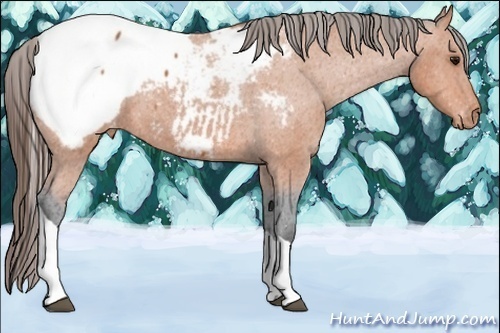 Horse Color:Bay Tobiano Snowcap Rabicano 