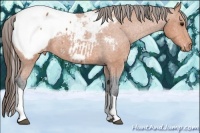 Horse Color:Bay Tobiano Snowcap Rabicano 