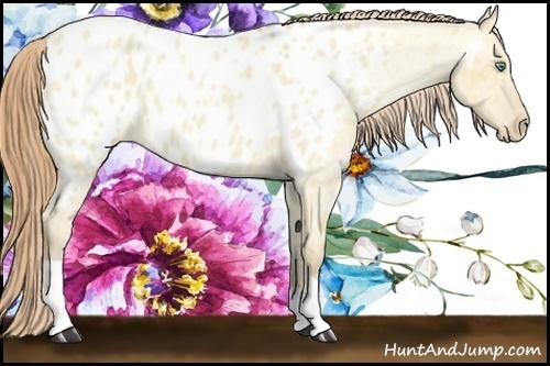 Horse Color:Amber Cream Champagne Roan Dun Appaloosa 