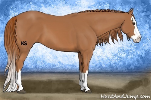 Horse Color:Chestnut Splash