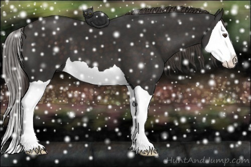 Horse Color:Liver Chestnut Splash 