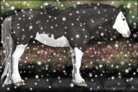 Horse Color:Liver Chestnut Splash 