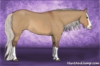 Horse Color:Silver Bay Roan Dun Splash Rabicano 