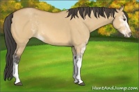 Horse Color:Buckskin Dun Sabino 