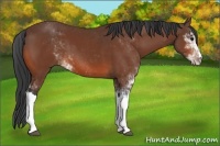 Horse Color:Bay Sabino 
