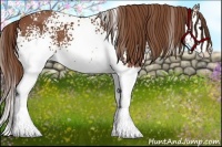 Horse Color:White Spotted Chestnut Sabino Splash 