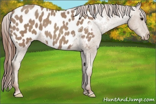 Horse Color:Classic Champagne Appaloosa 