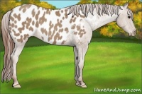 Horse Color:Classic Champagne Appaloosa 