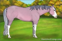 Horse Color:Watercolor Bay Dun Splash 