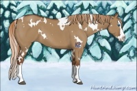 Horse Color:White Spotted Red Dun Splash