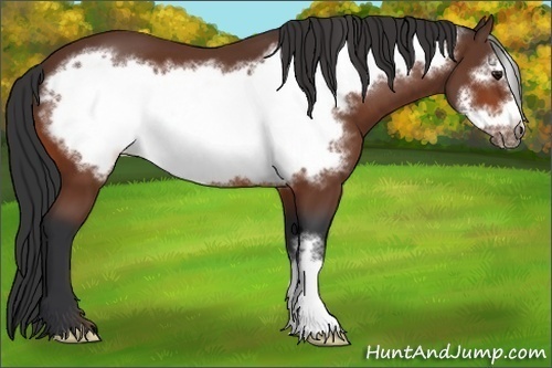 Horse Color:Bay Frame 