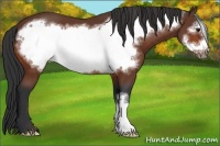Horse Color:Bay Frame