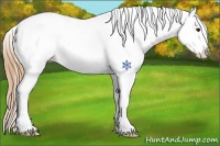 Horse Color:Buckskin Snowflake Varnish