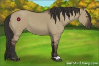 Horse Color:Liver Red Dun 