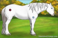 Horse Color:Liver Chestnut Frame Appaloosa 