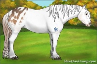 Horse Color:Buckskin Varnish 