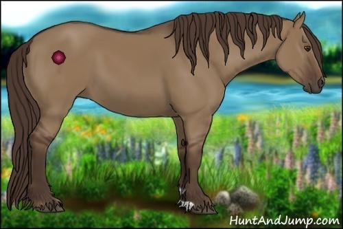 Horse Color:Liver Red Dun 