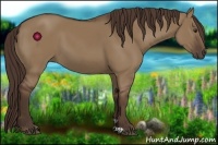 Horse Color:Liver Red Dun 