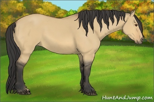 Horse Color:Buckskin Dun