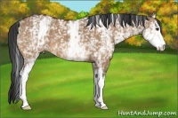 Horse Color:White Spotted Bay Dun