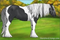 Horse Color:Black Tobiano 