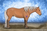 Horse Color:Silver Bay Sabino