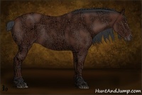 Horse Color:Bay Ice Rabicano