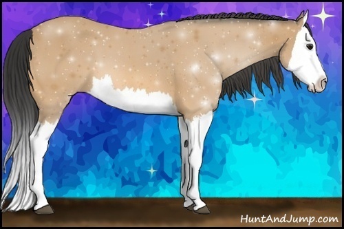 Horse Color:Buckskin Splash 