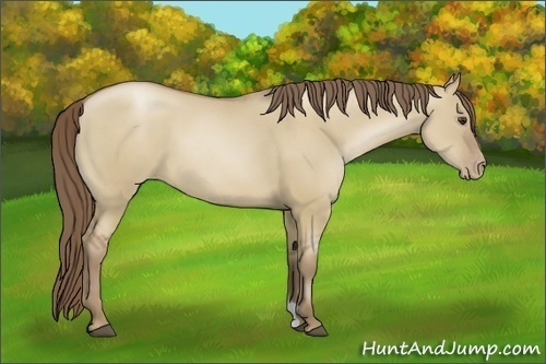 Horse Color:Grullo Pearl 